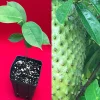 Annona Muricata Soursop Guanabana Live Plant Seedling – Tropical Tree – 5-10 inches tall - Image 1