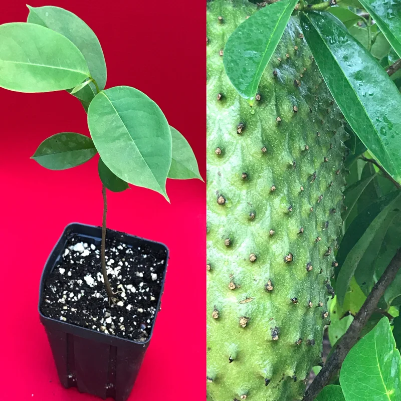 Annona Muricata Soursop Guanabana Live Plant Seedling – Tropical Tree – 5-10 inches tall - Image 1