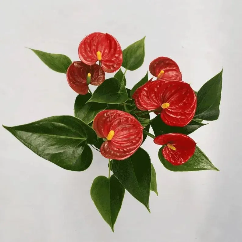 Anthurium Red Live Plant - Vibrant Evergreen Houseplant in 2-inch Pot - Image 2