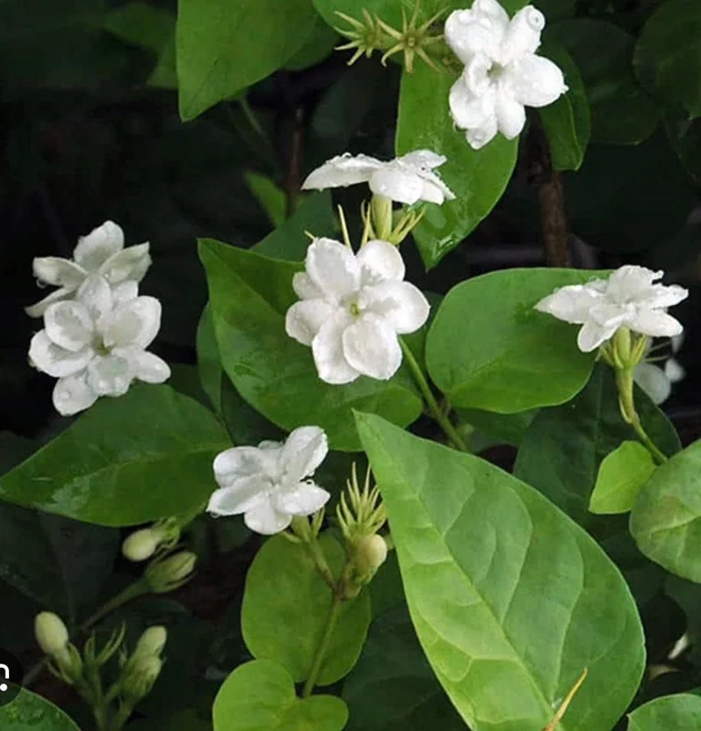 Arabian Jasmine Live Plant – Fragrant White Flowers – 4-6 inch Pot – Indoor/Outdoor - Image 1