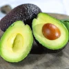 Avocado Tree Live Plant - 1-2 ft Tall, Cold Hardy, Tropical Fruit Tree - Image 1