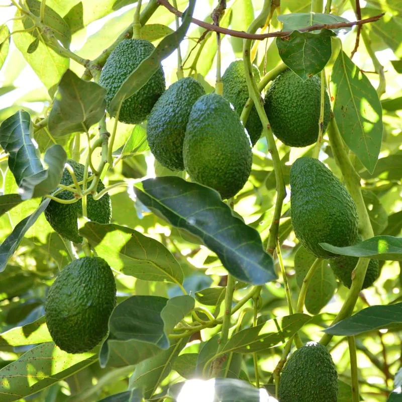 Avocado Tree Live Plant - 1-2 ft Tall, Cold Hardy, Tropical Fruit Tree - Image 2