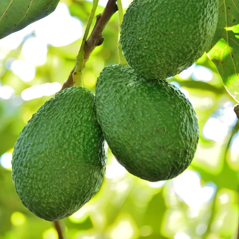 Avocado Tree Live Plant - 1-2 ft Tall, Cold Hardy, Tropical Fruit Tree - Image 3