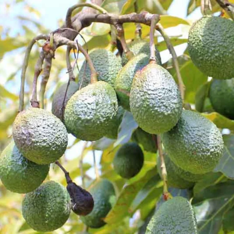 Avocado Tree Live Plant - 1-2 ft Tall, Cold Hardy, Tropical Fruit Tree - Image 4