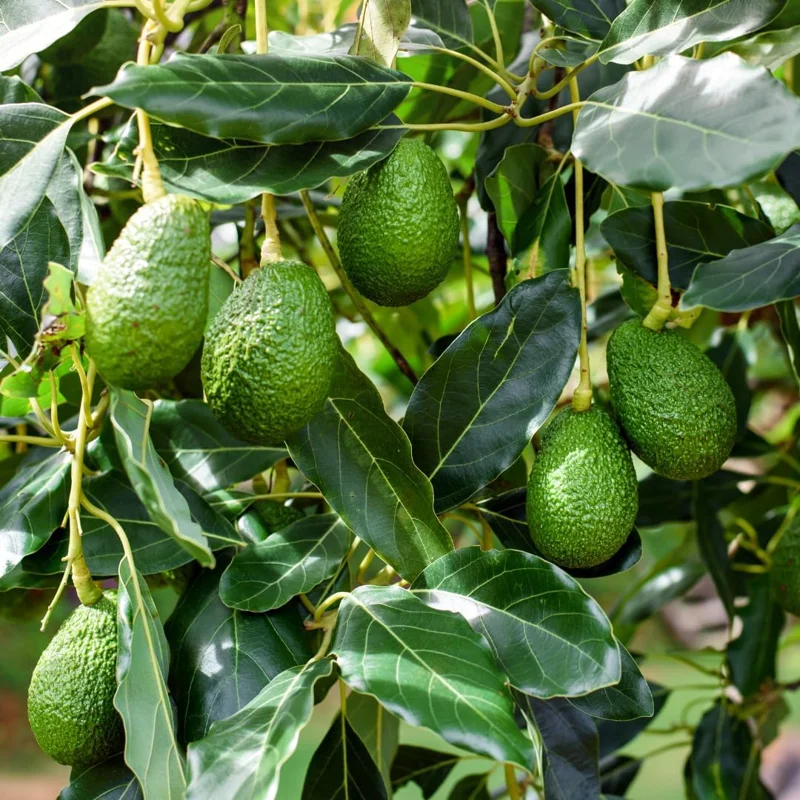 Avocado Tree Live Plant - 1-2 ft Tall, Cold Hardy, Tropical Fruit Tree - Image 6