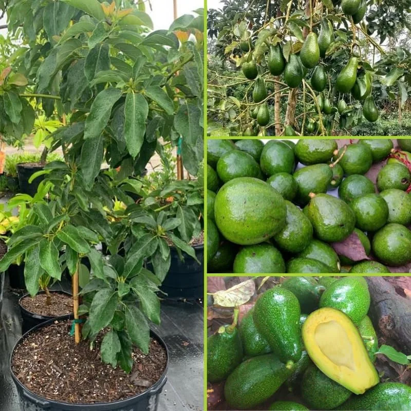 Avocado Tree Live Plant – 3-3.5 Ft Tall, 3 Gallon Pot, Cold Hardy, Ready to Fruit - Image 2