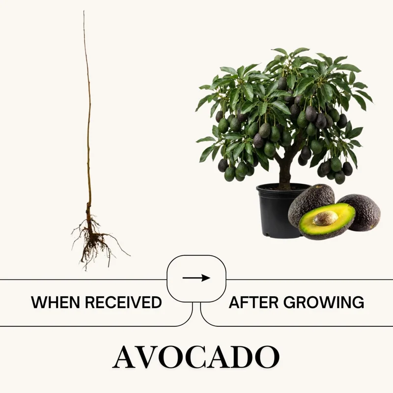 Avocado Tree Live Plant – 3-3.5 Ft Tall, 3 Gallon Pot, Cold Hardy, Ready to Fruit - Image 4