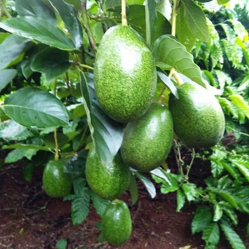 Avocado Tree Live Plant – 3-3.5 Ft Tall, 3 Gallon Pot, Cold Hardy, Ready to Fruit - Image 5