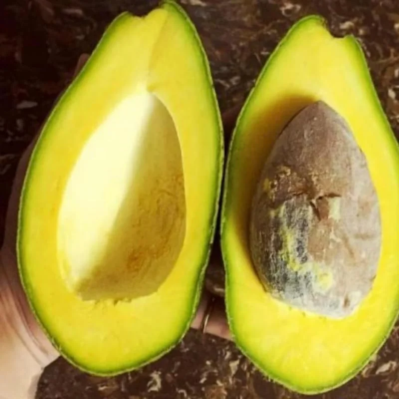 Avocado Tree Live Plant – 3-3.5 Ft Tall, 3 Gallon Pot, Cold Hardy, Ready to Fruit - Image 6