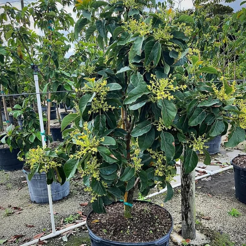 Avocado Tree Live Plant – 3-3.5 Ft Tall, 3 Gallon Pot, Cold Hardy, Ready to Fruit - Image 7