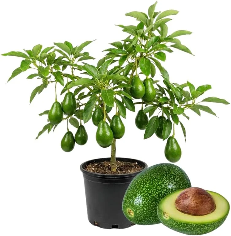 Avocado Tree Live Plant – 3-3.5 Ft Tall, 3 Gallon Pot, Cold Hardy, Ready to Fruit - Image 1