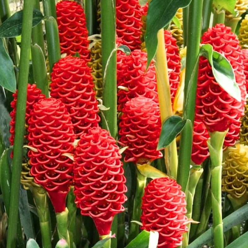 Awapuhi Shampoo Ginger Rhizomes - 8 Roots, Zingiber Zerumbet, Live Plant - Image 6