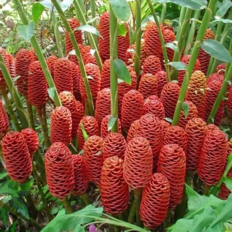 Awapuhi Shampoo Ginger Rhizomes - 8 Roots, Zingiber Zerumbet, Live Plant - Image 8