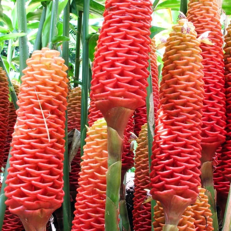 Awapuhi Shampoo Ginger Roots - 5 Rhizomes for Planting, Tropical Perennial Ginger Plant, Live Plant - Image 1