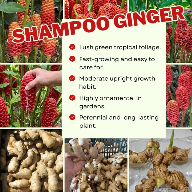 Awapuhi Shampoo Ginger Roots - 5 Rhizomes for Planting, Tropical Perennial Ginger Plant, Live Plant - Image 3