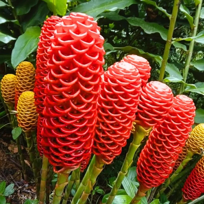 Awapuhi Shampoo Ginger Roots - 5 Rhizomes for Planting, Tropical Perennial Ginger Plant, Live Plant - Image 4