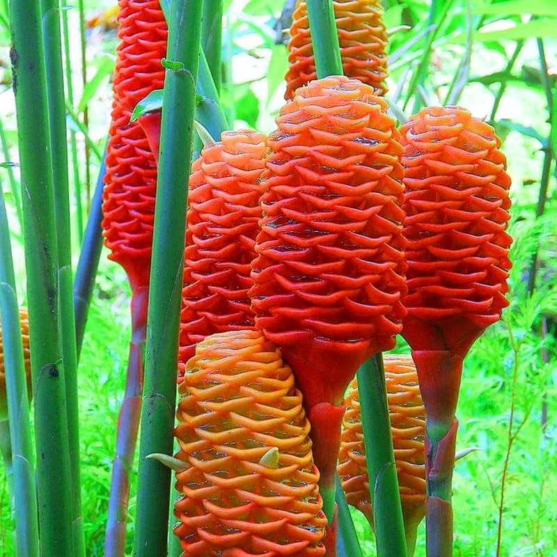 Awapuhi Shampoo Ginger Roots - 5 Rhizomes for Planting, Tropical Perennial Ginger Plant, Live Plant - Image 6