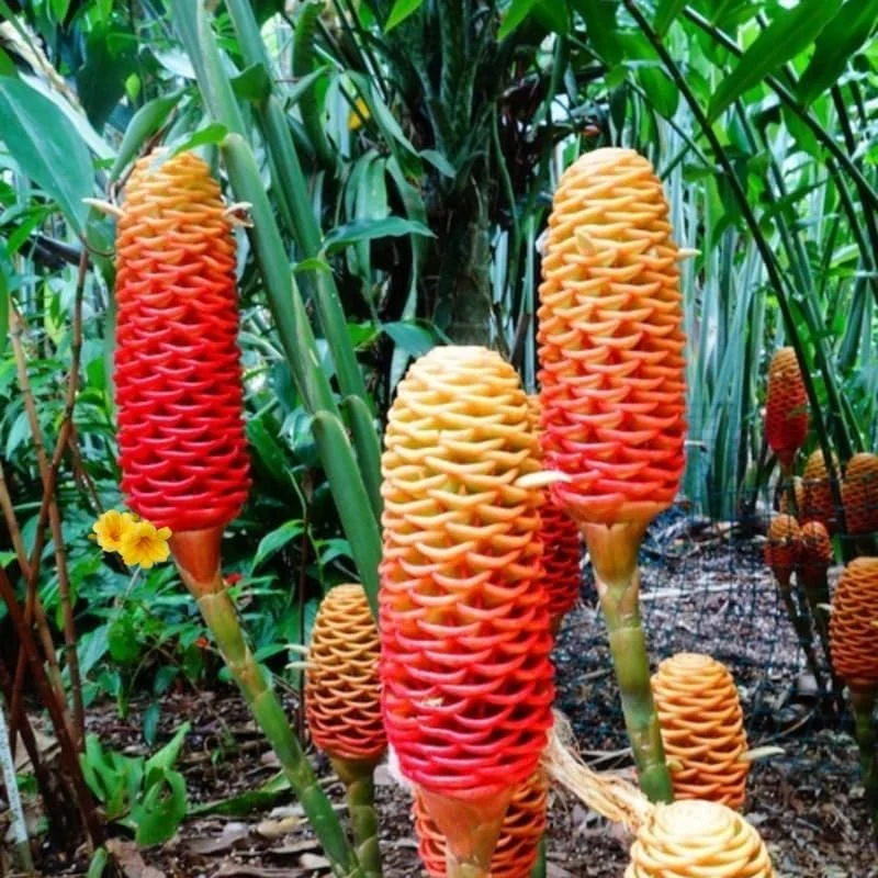 Awapuhi Shampoo Ginger Roots - 5 Rhizomes for Planting, Tropical Perennial Ginger Plant, Live Plant - Image 7