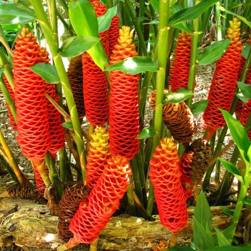 Awapuhi Shampoo Ginger Roots - 5 Rhizomes for Planting, Tropical Perennial Ginger Plant, Live Plant - Image 9