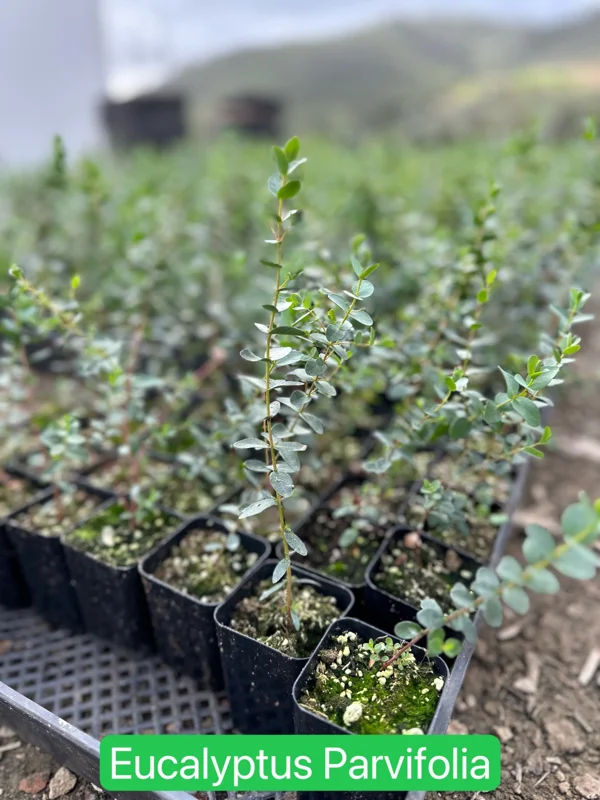 Baby Blue Eucalyptus Live Plant – Fragrant Evergreen Tree – 2.5 inch pot - Image 10