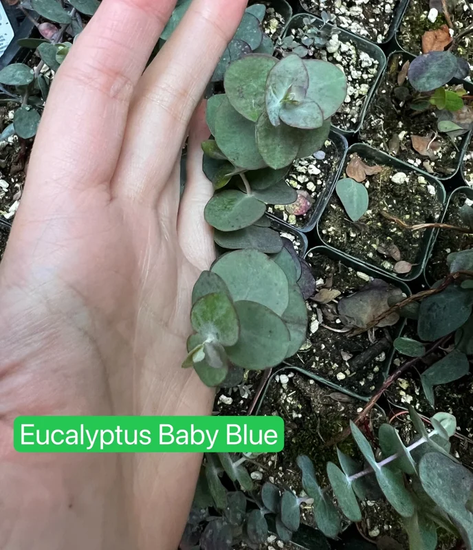 Baby Blue Eucalyptus Live Plant – Fragrant Evergreen Tree – 2.5 inch pot - Image 3