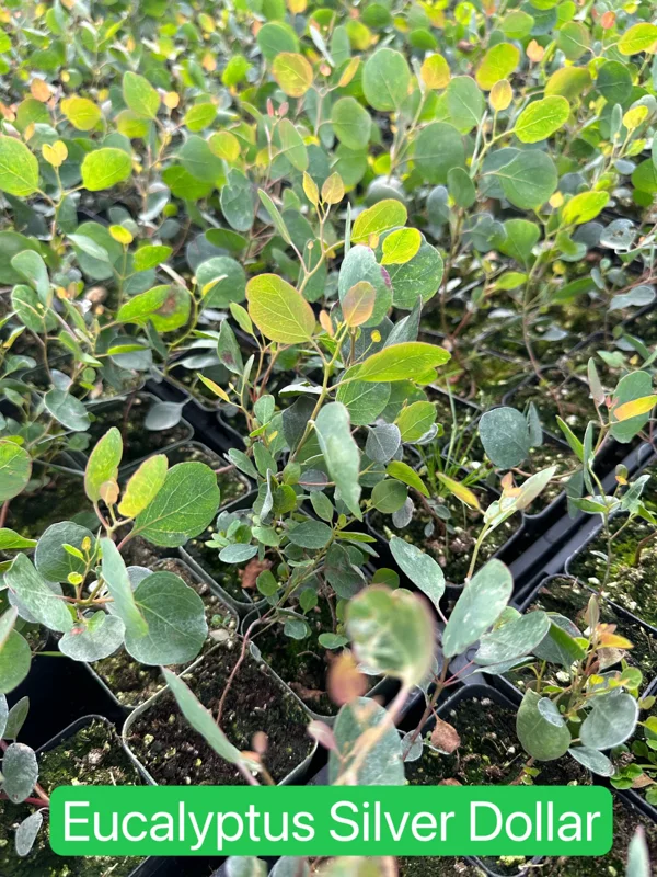 Baby Blue Eucalyptus Live Plant – Fragrant Evergreen Tree – 2.5 inch pot - Image 6