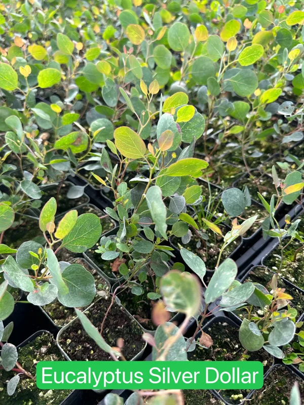 Baby Blue Eucalyptus Live Plant – Fragrant Evergreen Tree – 2.5 inch pot - Image 7