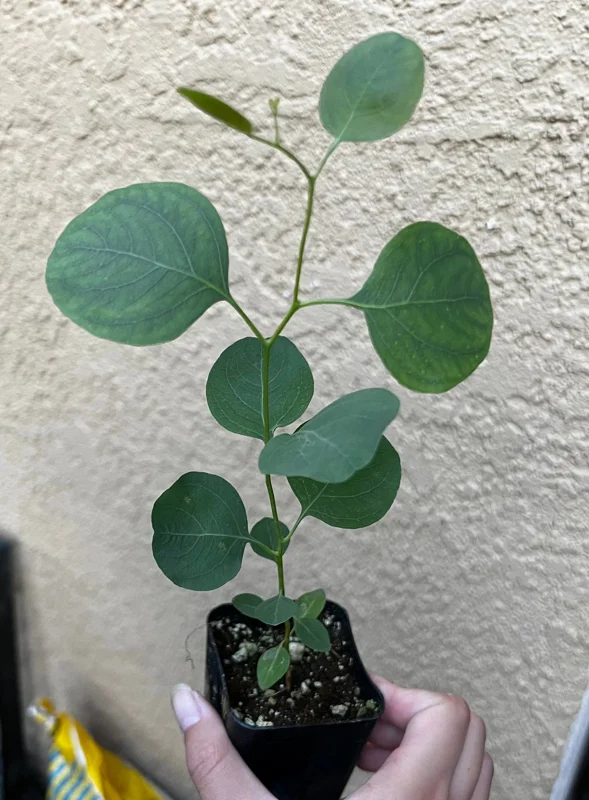 Baby Blue Eucalyptus Live Plant – Fragrant Evergreen Tree – 2.5 inch pot - Image 8