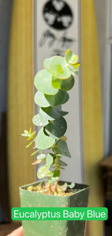 Baby Blue Eucalyptus Live Plant – Fragrant Evergreen Tree – 2.5 inch pot - Image 1