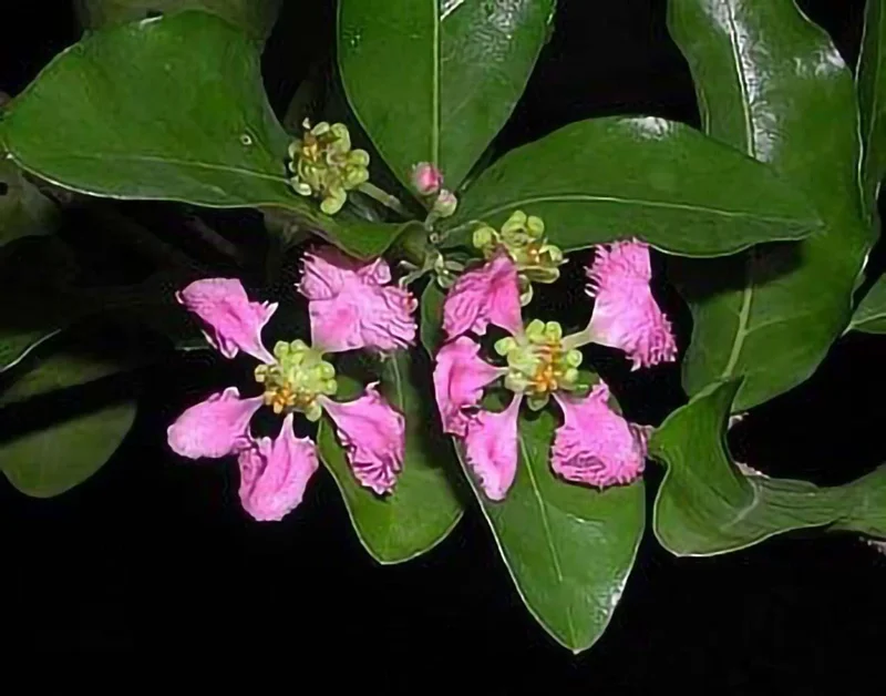 Barbados Cherry Live Plant - Malpighia emarginata - 4" Pot - Indoor/Outdoor - Image 2