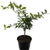 Barbados Cherry Live Plant - Malpighia emarginata - 4" Pot - Indoor/Outdoor - Image 1