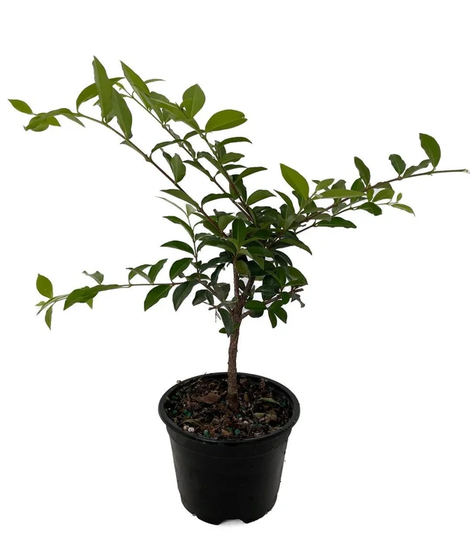 Barbados Cherry Live Plant - Malpighia emarginata - 4" Pot - Indoor/Outdoor - Image 1