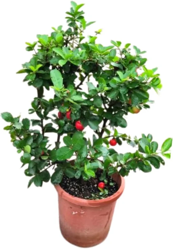 Barbados Cherry Tree Live Plant, 12-18 Inch, Ready to Grow, Outdoor Fruit - Image 2