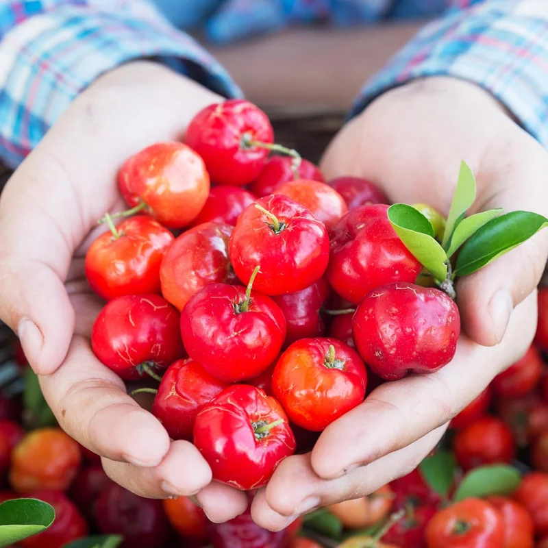 Barbados Cherry Tree Live Plant, 12-18 Inch, Ready to Grow, Outdoor Fruit - Image 3
