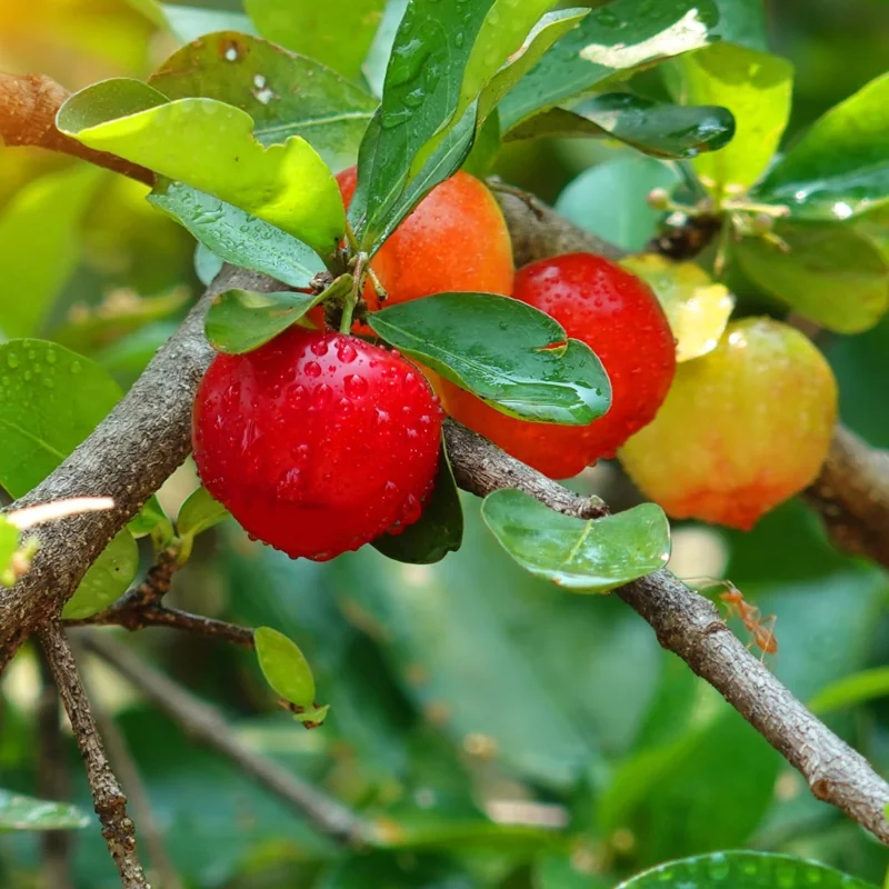 Barbados Cherry Tree Live Plant, 12-18 Inch, Ready to Grow, Outdoor Fruit - Image 4