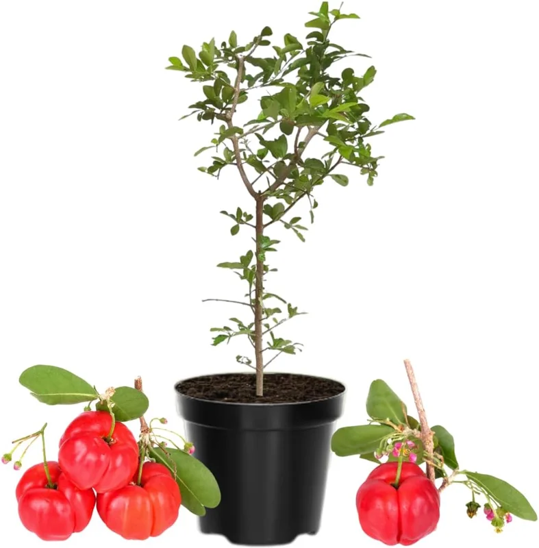 Barbados Cherry Tree Live Plant, 12-18 Inch, Ready to Grow, Outdoor Fruit - Image 5