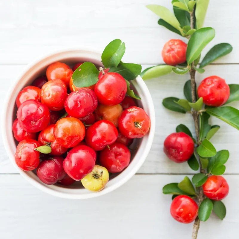 Barbados Cherry Tree Live Plant, 12-18 Inch, Ready to Grow, Outdoor Fruit - Image 8