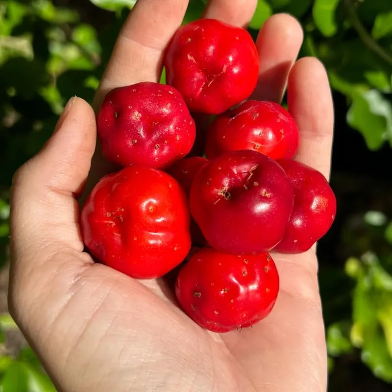 Barbados Cherry Tree Live Plant 12" - High Yielding Fruit Tree Outdoor - Image 2