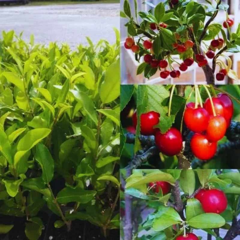 Barbados Cherry Tree Live Plant 12" - High Yielding Fruit Tree Outdoor - Image 5