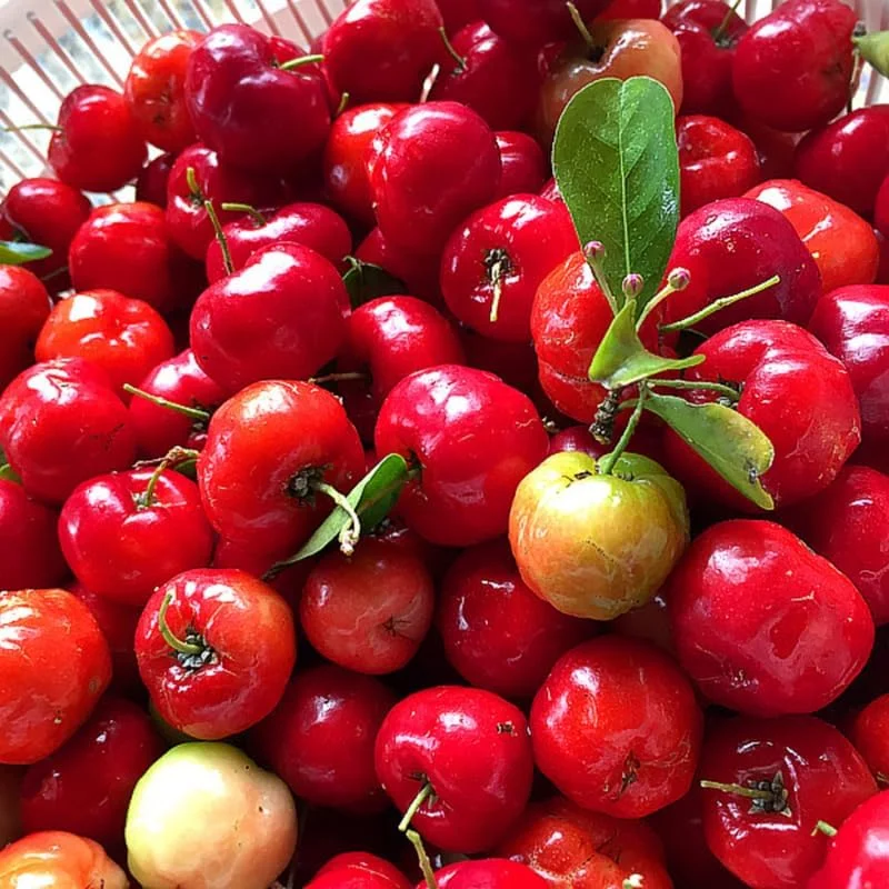 Barbados Cherry Tree Live Plant 12" - High Yielding Fruit Tree Outdoor - Image 6