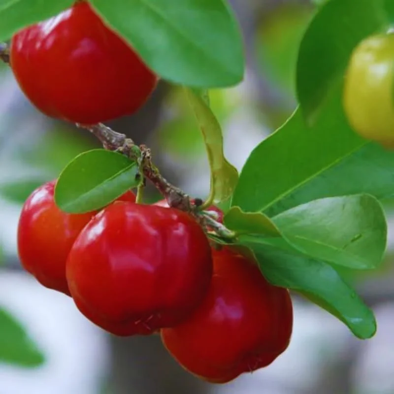 Barbados Cherry Tree Live Plant 12" - High Yielding Fruit Tree Outdoor - Image 7