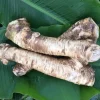 Bareroot Horseradish Root - Easy Grow Perennial Herb for Culinary Use, Zones 3-8 - Image 1