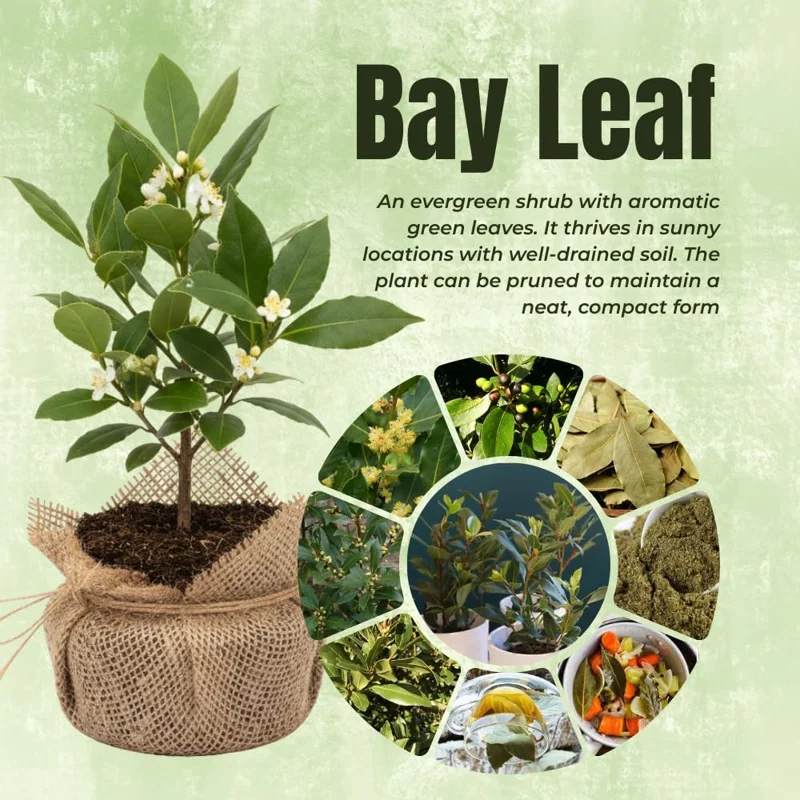 Bay Leaf Live Plant - 5-8" Tall Laurus Nobilis Tree - Fragrant Culinary Herb - Image 2