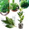 Bay Leaf Live Plant (Laurus Nobilis) – Fragrant Herb Tree 4-8" Tall – Outdoor Planting - Image 1