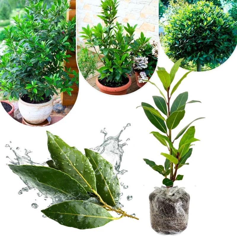 Bay Leaf Live Plant (Laurus Nobilis) – Fragrant Herb Tree 4-8" Tall – Outdoor Planting - Image 1