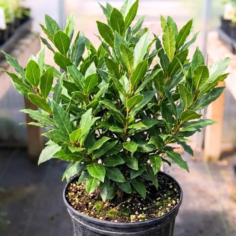 Bay Leaf Live Plant (Laurus Nobilis) – Fragrant Herb Tree 4-8" Tall – Outdoor Planting - Image 2