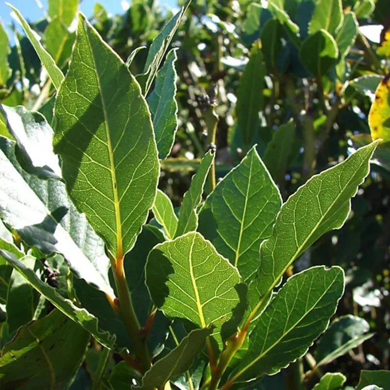 Bay Leaf Live Plant (Laurus Nobilis) – Fragrant Herb Tree 4-8" Tall – Outdoor Planting - Image 3