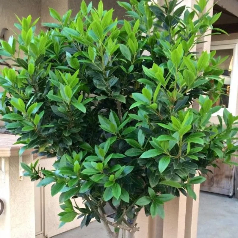Bay Leaf Live Plant (Laurus Nobilis) – Fragrant Herb Tree 4-8" Tall – Outdoor Planting - Image 6