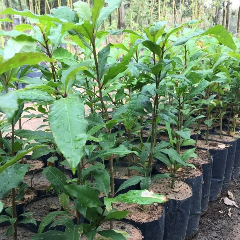 Bay Leaf Live Plant (Laurus Nobilis) – Fragrant Herb Tree 4-8" Tall – Outdoor Planting - Image 7