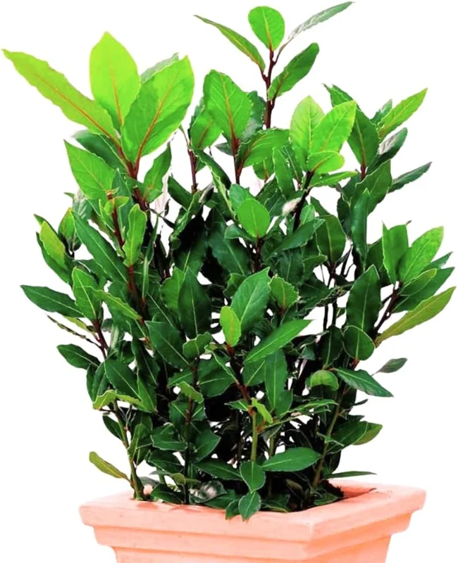 Bay Leaf Live Plant (Laurus Nobilis) – Fragrant Herb Tree 4-8" Tall – Outdoor Planting - Image 8